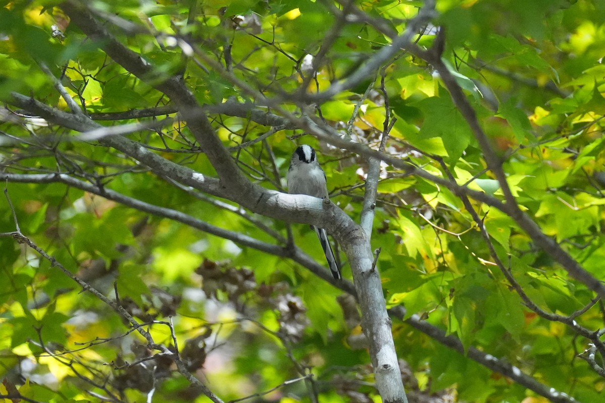 Long-tailed Tit (europaeus Group) - ML646070042