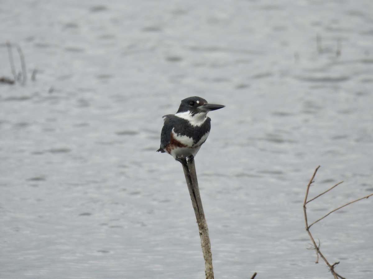 アメリカヤマセミ - ML646070049