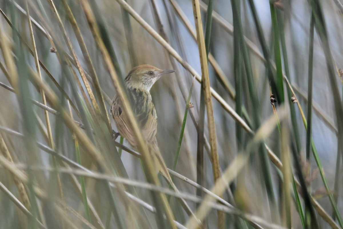 Bay-capped Wren-Spinetail - ML646070051