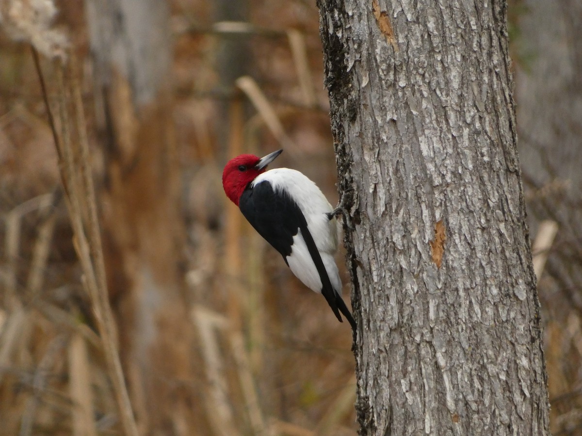 Red-headed Woodpecker - ML646070055