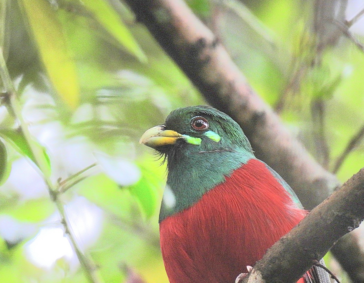 Narina Trogon - ML646070058