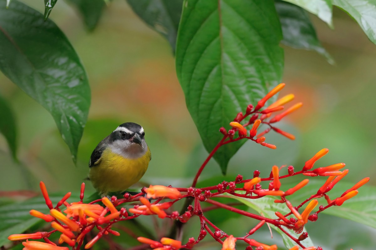 Bananaquit - ML646070060