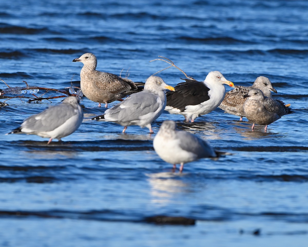 Great Black-backed Gull - ML646070062
