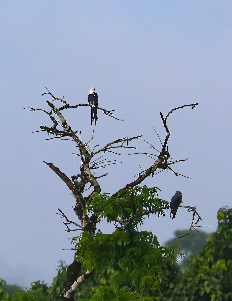 Swallow-tailed Kite - ML646070063