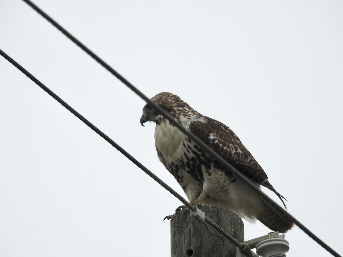 káně rudochvostá - ML646070064