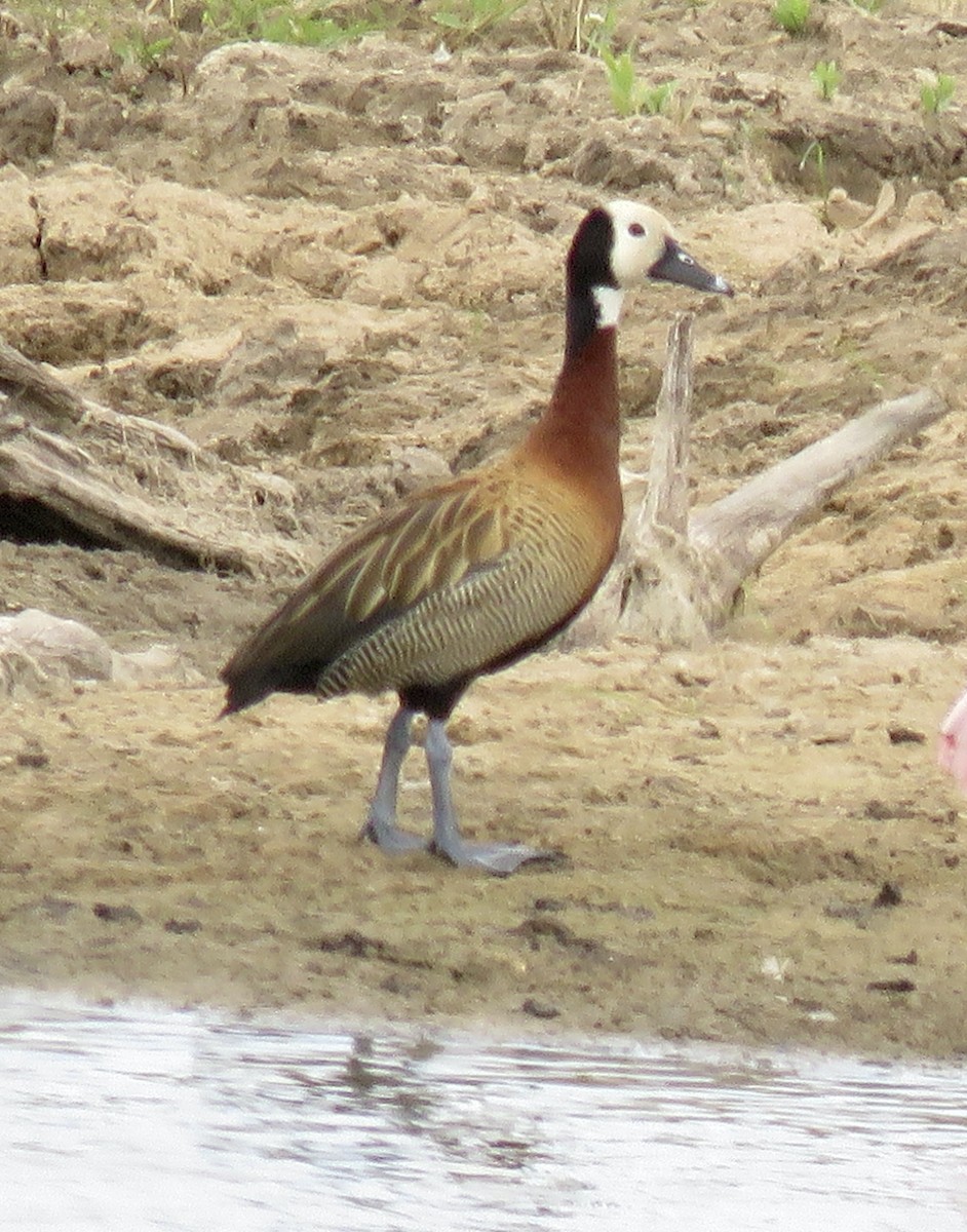 White-faced Whistling-Duck - ML646070066