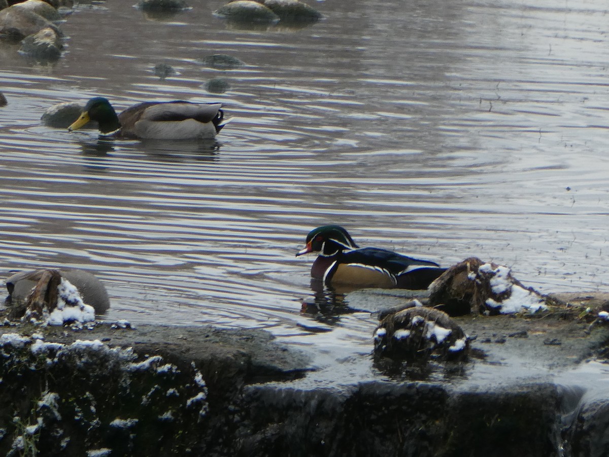 Ahate karolinarra - ML646070073