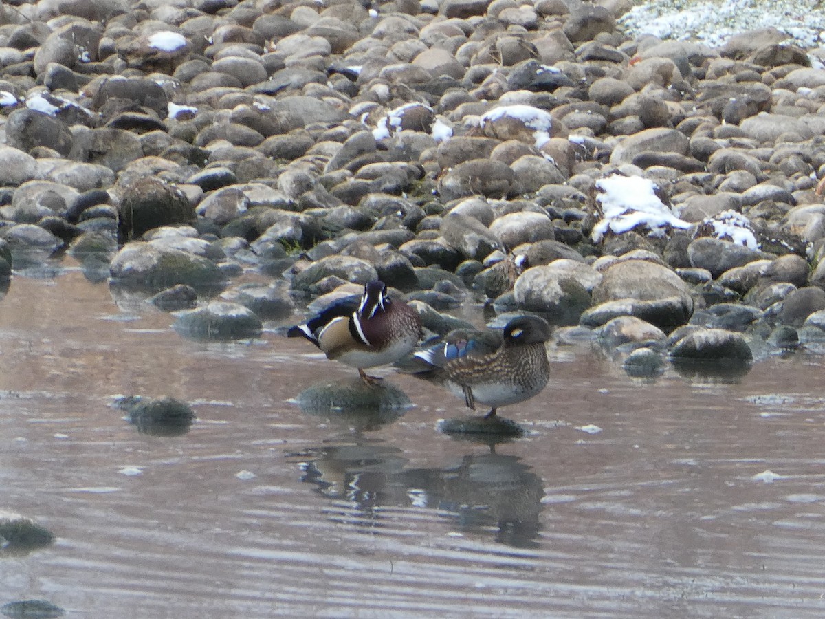 Ahate karolinarra - ML646070074