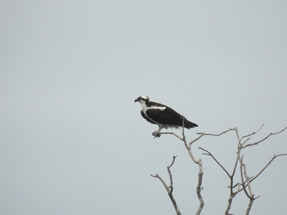 orlovec říční - ML646070078