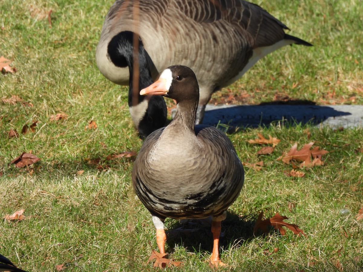 Greater White-fronted Goose - ML646070086