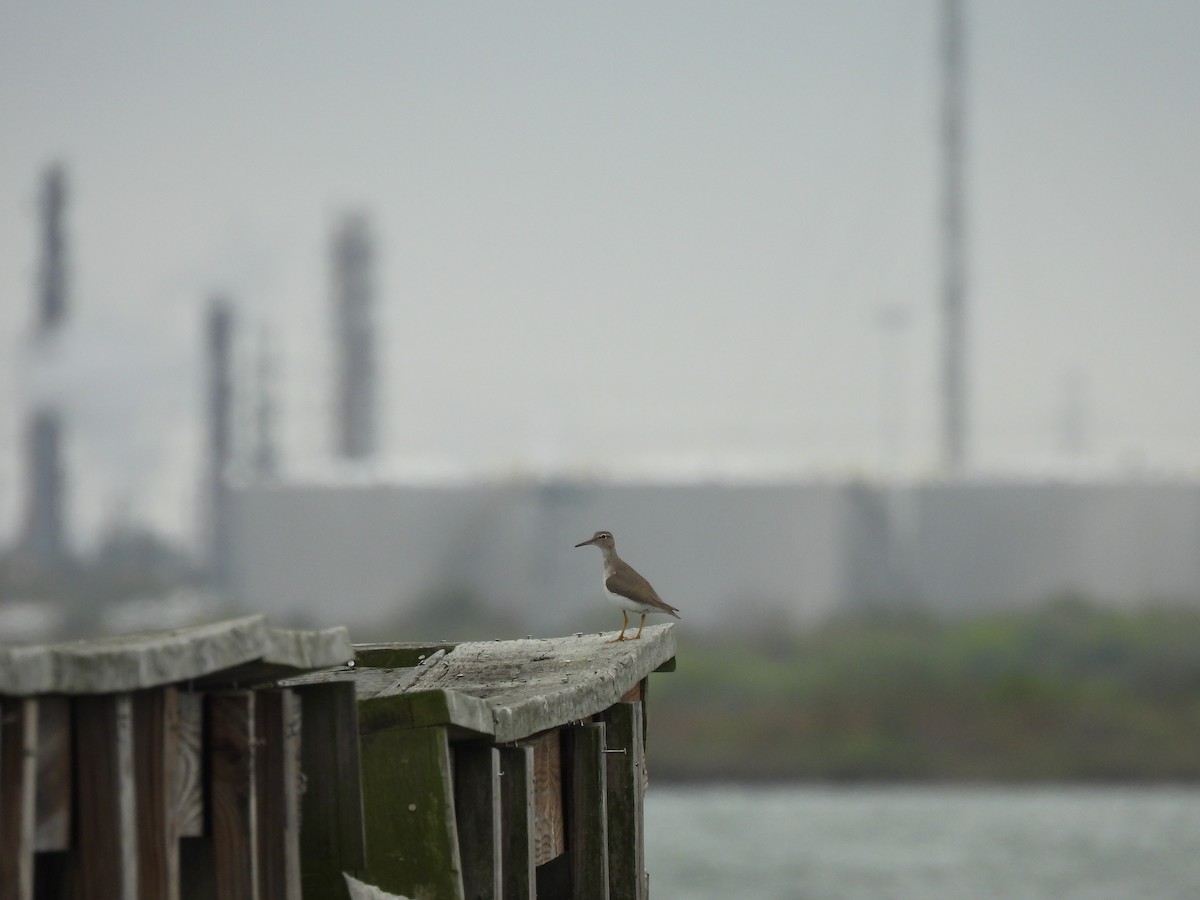 pisík americký - ML646070088