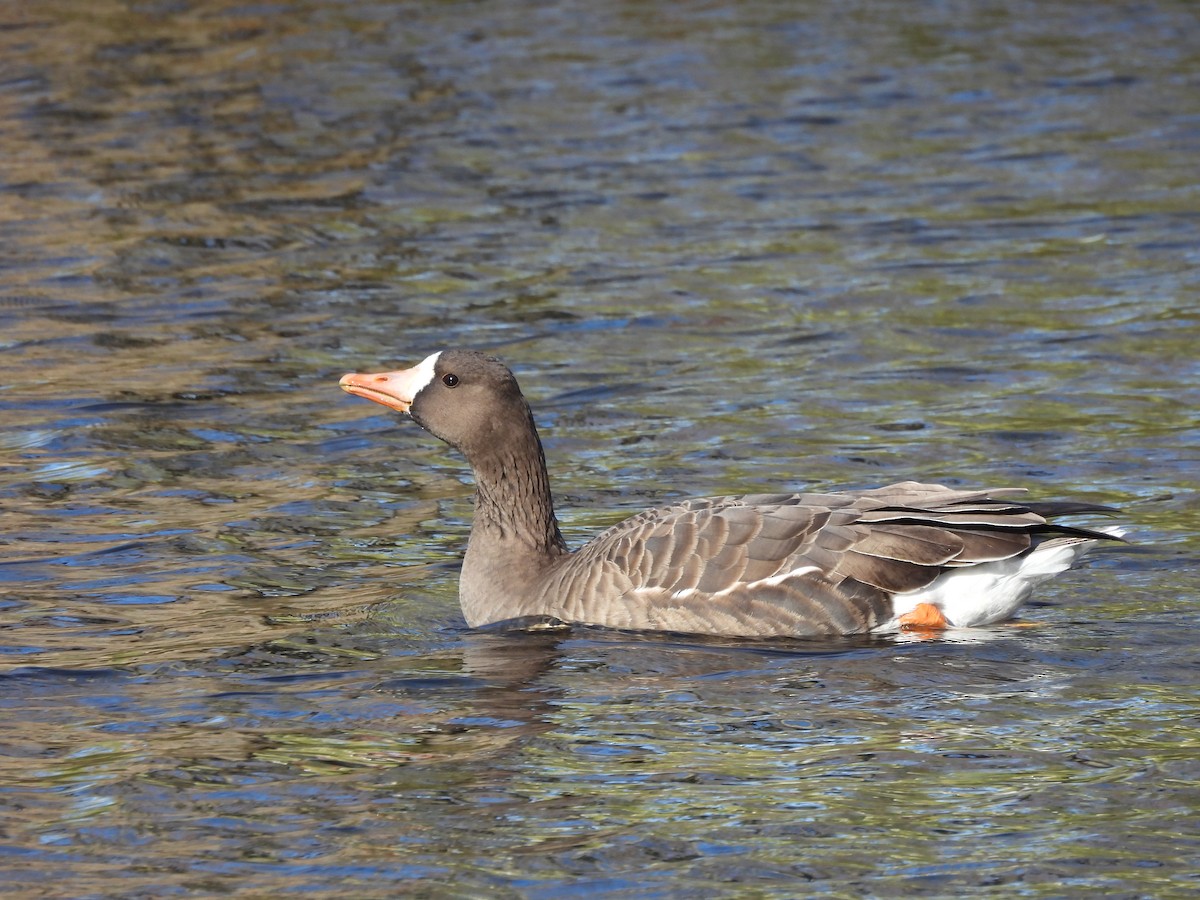 Greater White-fronted Goose - ML646070092