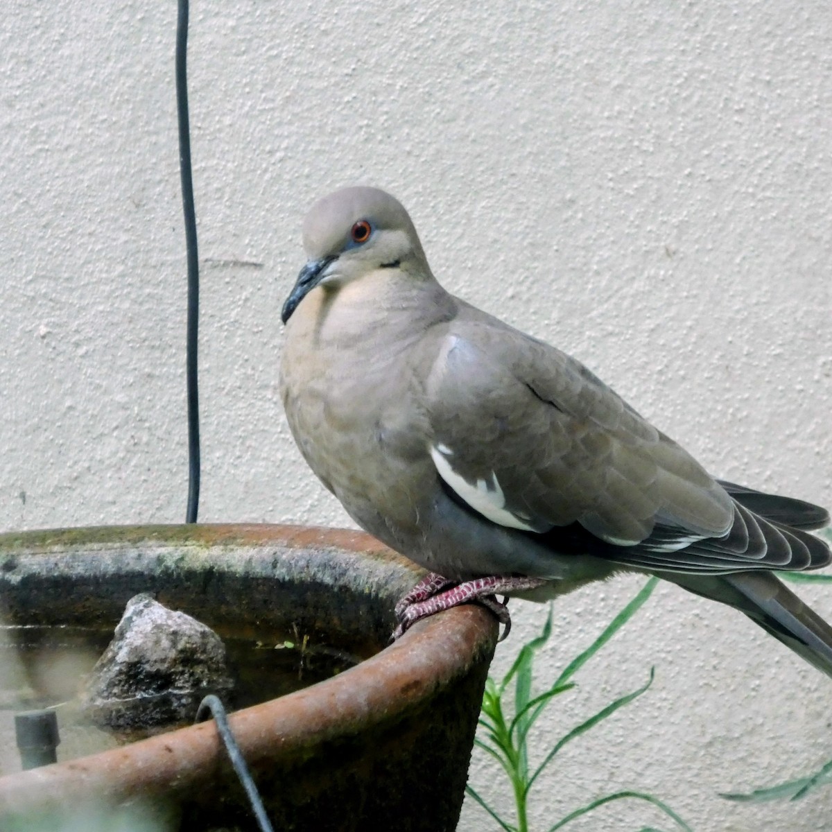 hrdlička bělavokřídlá - ML646070097