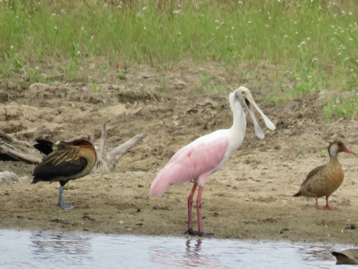 Косар рожевий - ML646070108