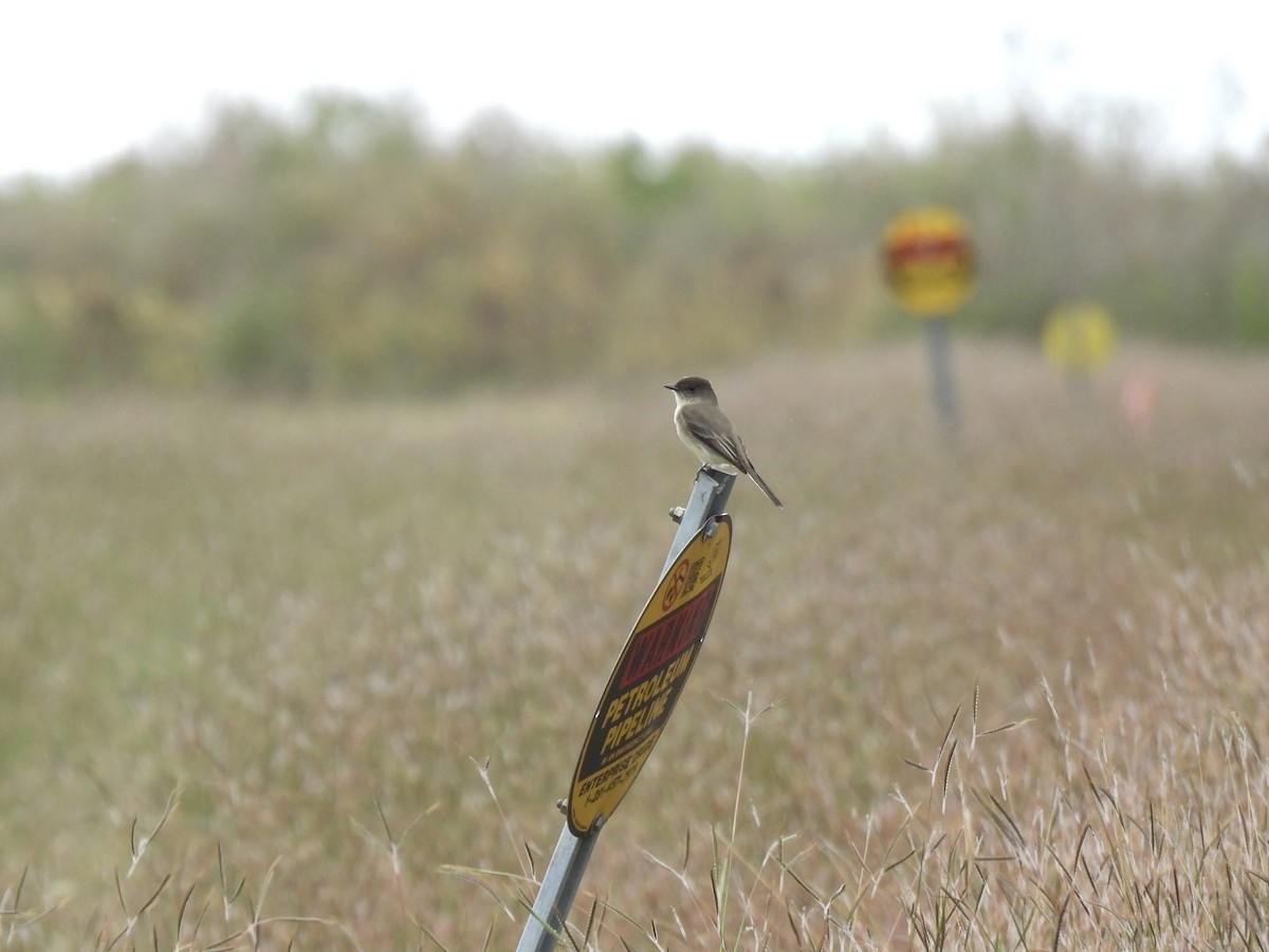 tyranovec domácí - ML646070109