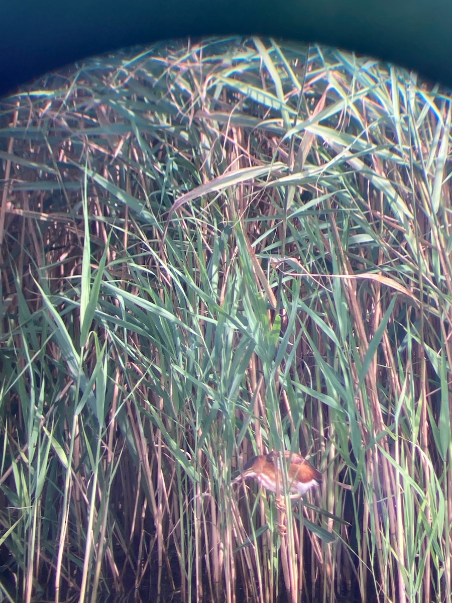 Least Bittern - ML646070121
