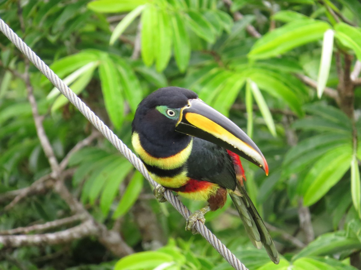 Many-banded Aracari - ML646070124
