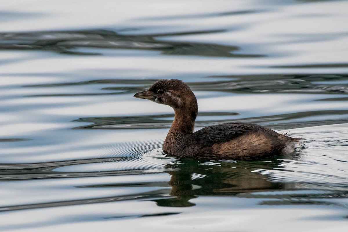 Pied-billed Grebe - ML646070125