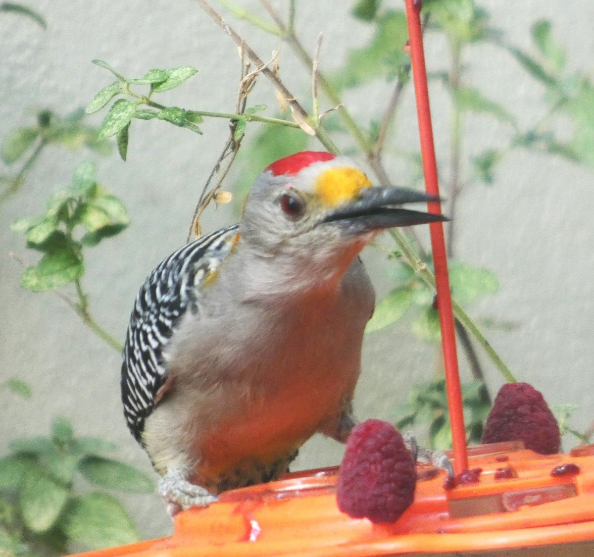 datel zlatočelý - ML646070127