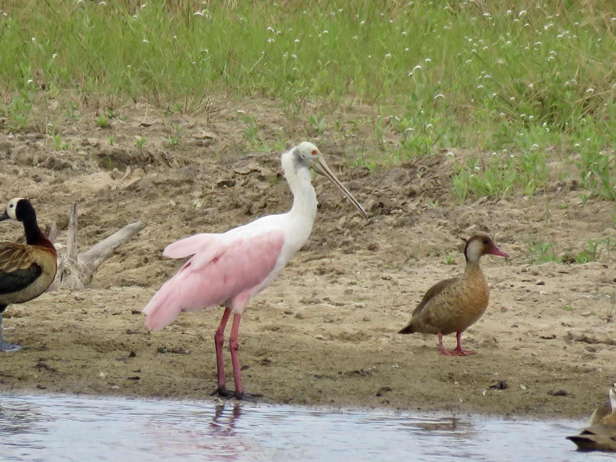 Косар рожевий - ML646070134