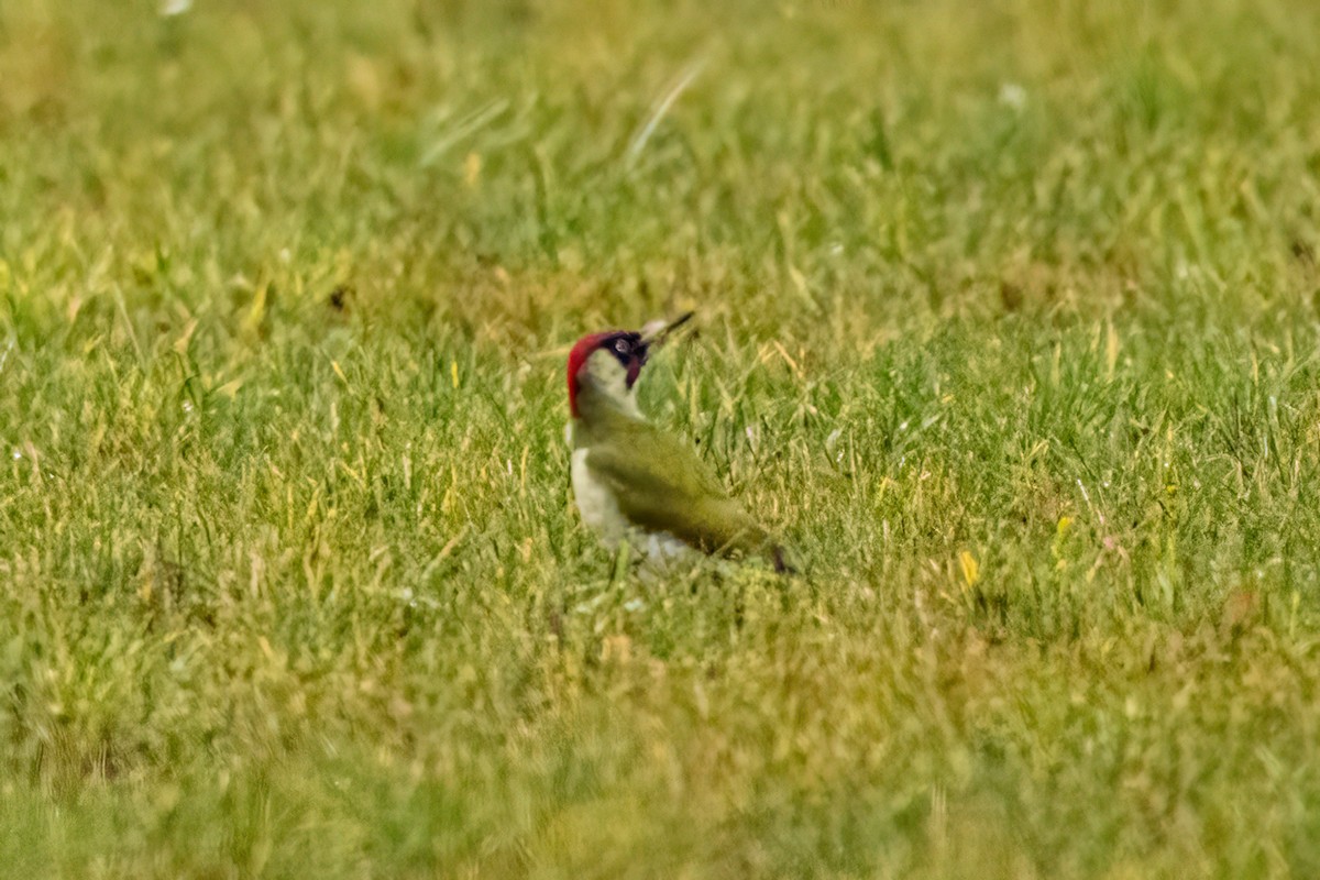 žluna zelená - ML646070142