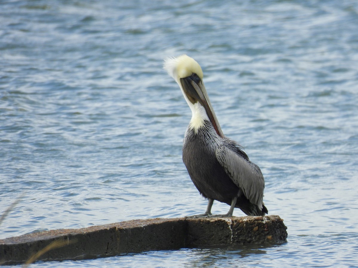 pelikán hnědý - ML646070149