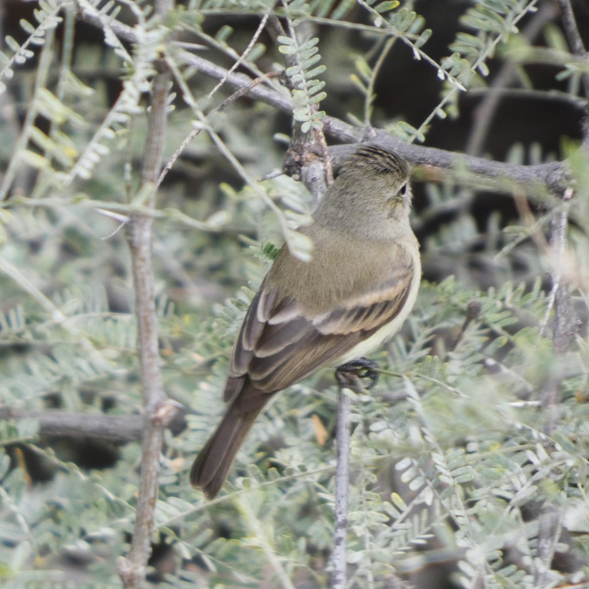 Northern Beardless-Tyrannulet - ML646070150