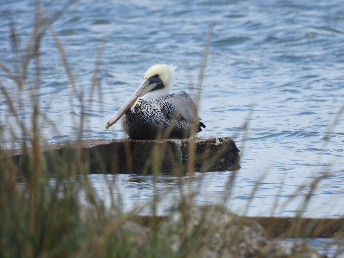 pelikán hnědý - ML646070151