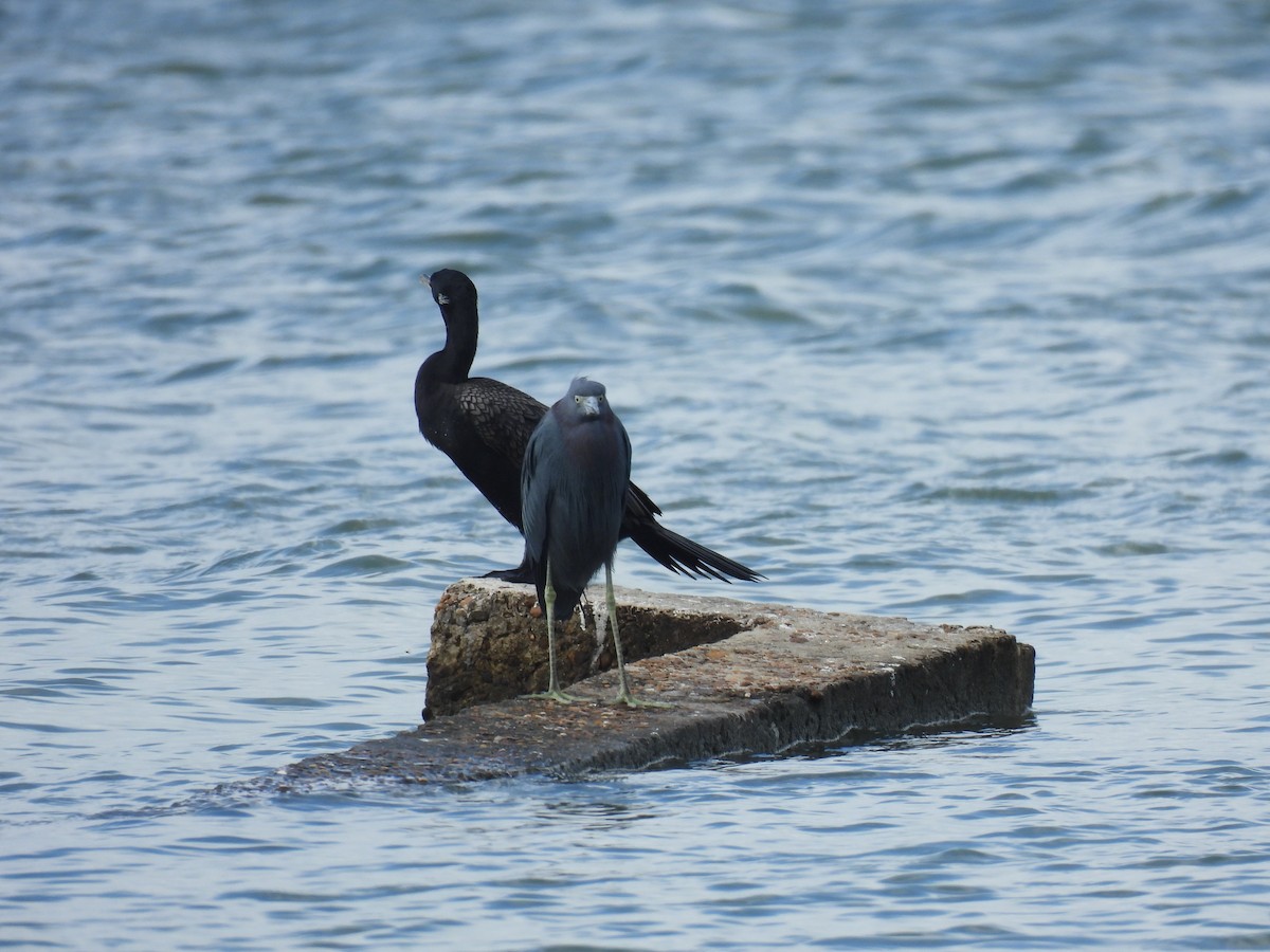 volavka modrošedá - ML646070154