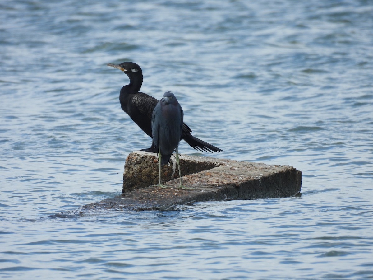 kormorán neotropický - ML646070163