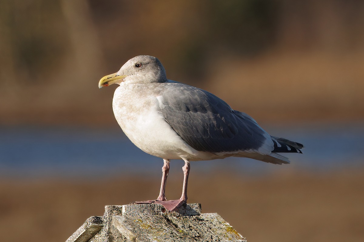 Western x Glaucous-winged Gull (hybrid) - ML646070165