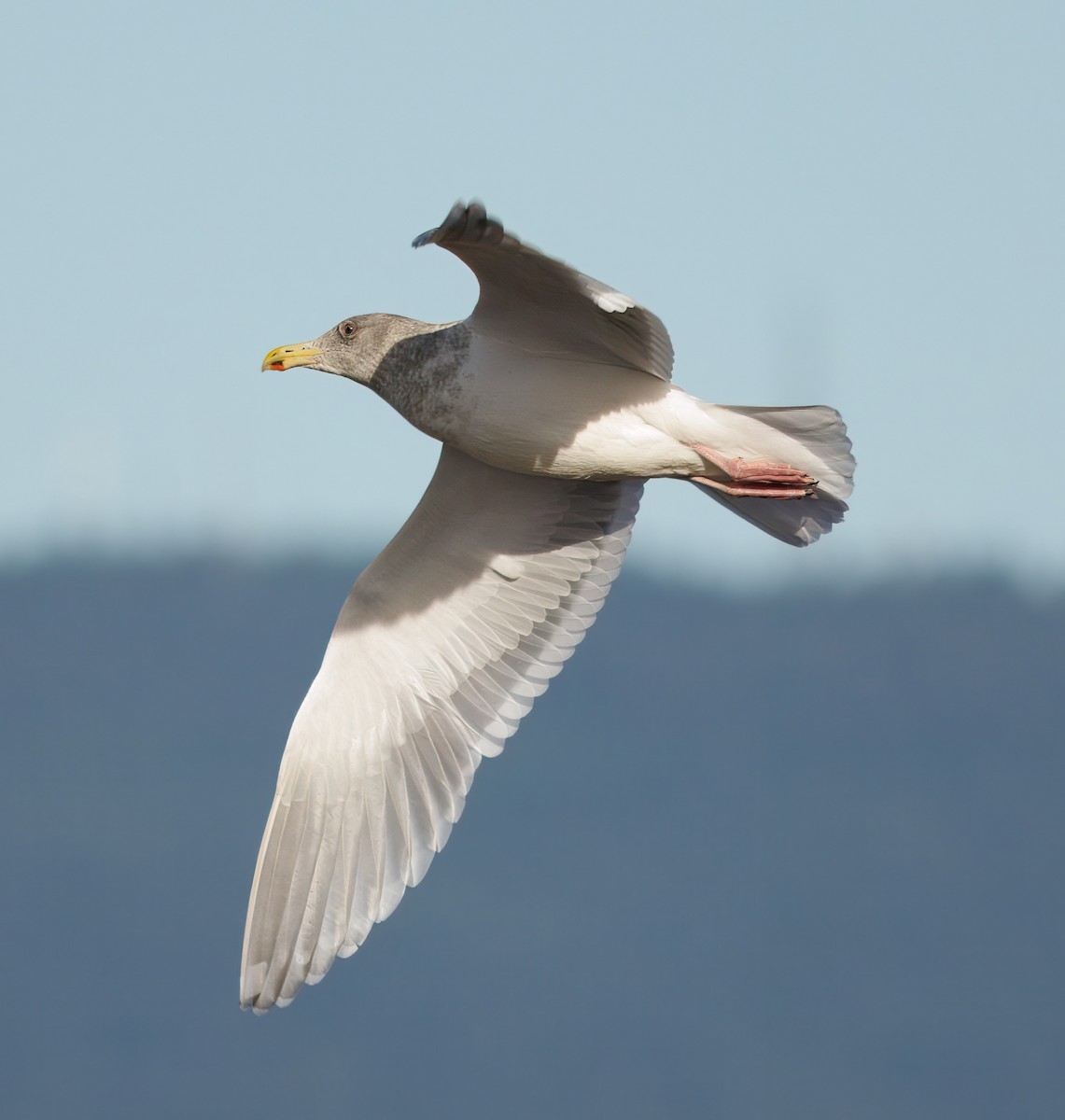 Western x Glaucous-winged Gull (hybrid) - ML646070175
