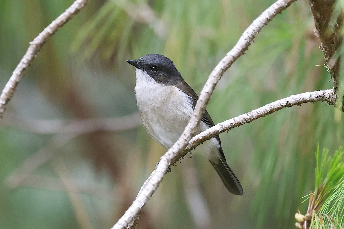 Brown-backed Whistler - ML646070189