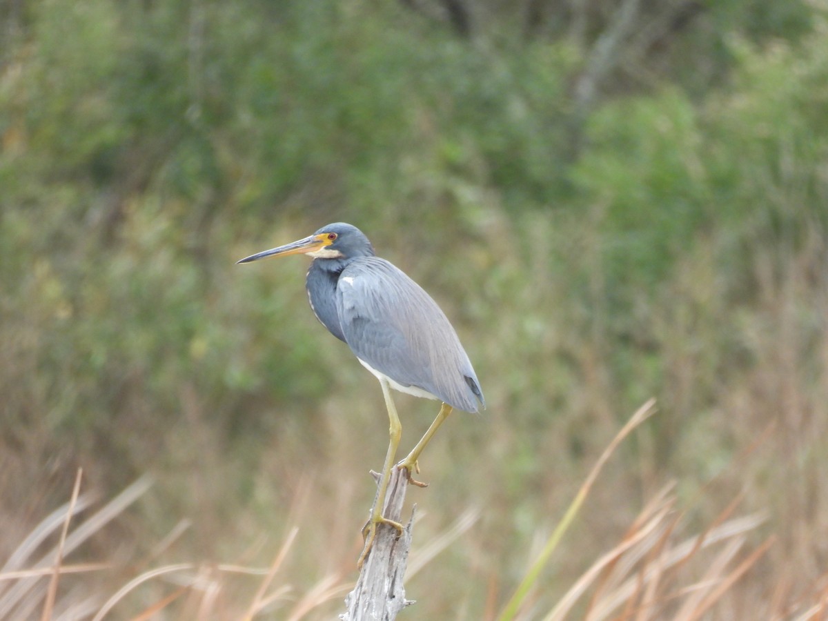 volavka tříbarvá - ML646070191