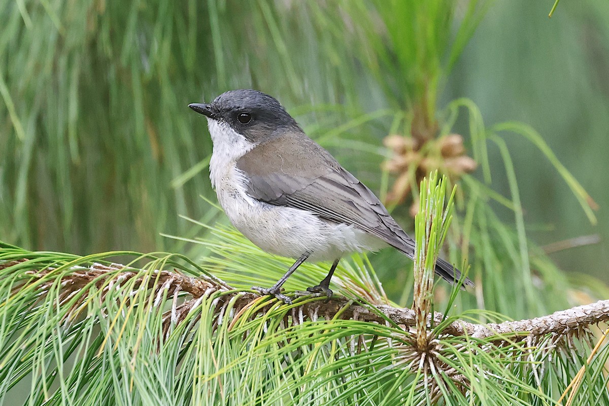 Brown-backed Whistler - ML646070192