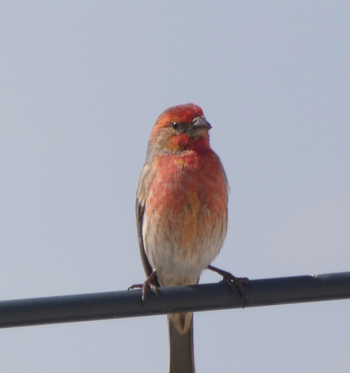 hýl rudoprsý - ML646070194