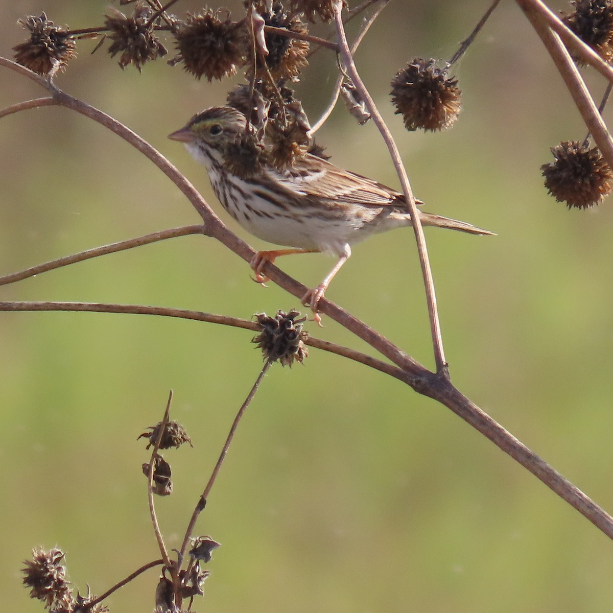 Savannah Sparrow - ML646070197