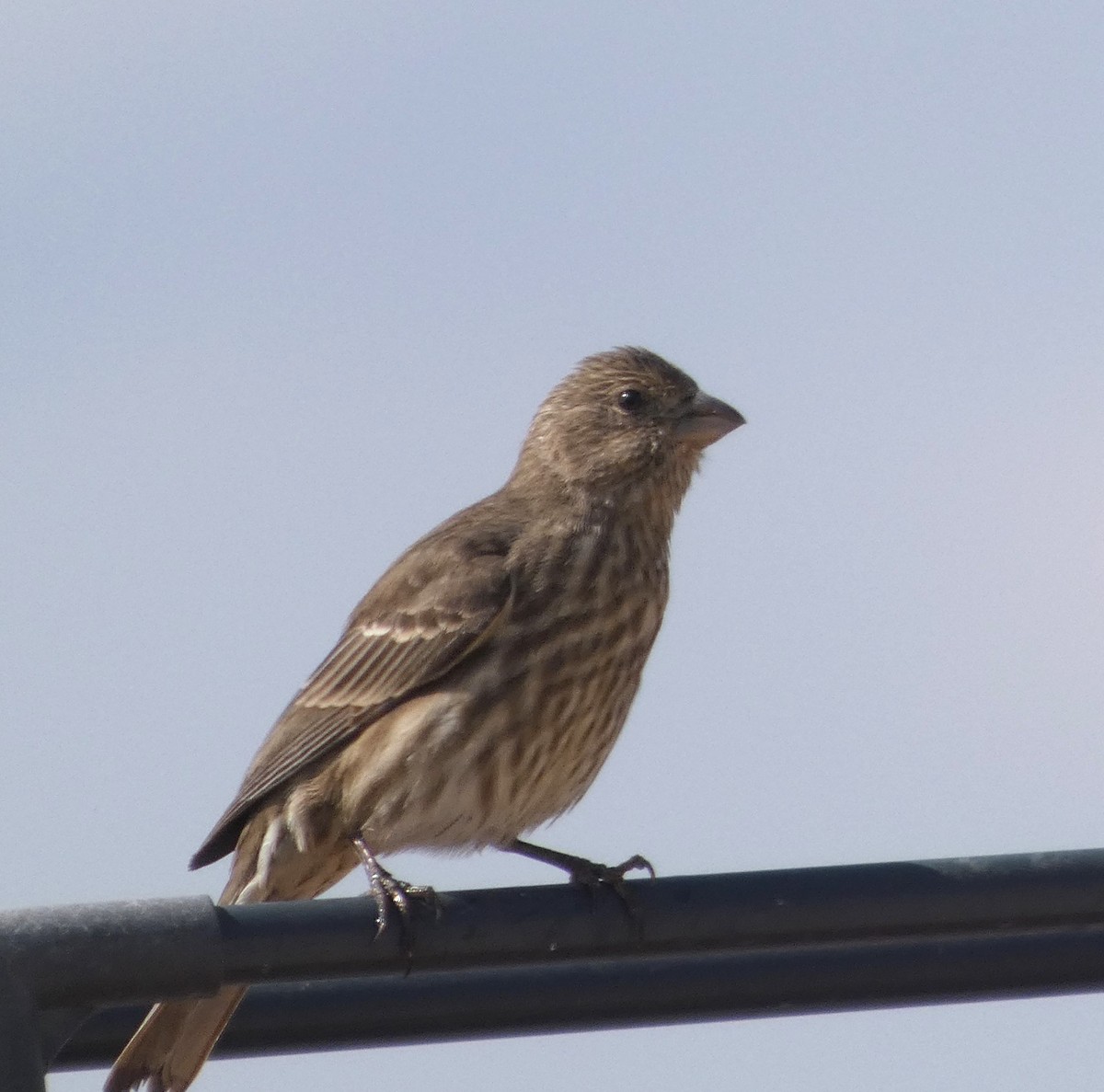 hýl rudoprsý - ML646070205