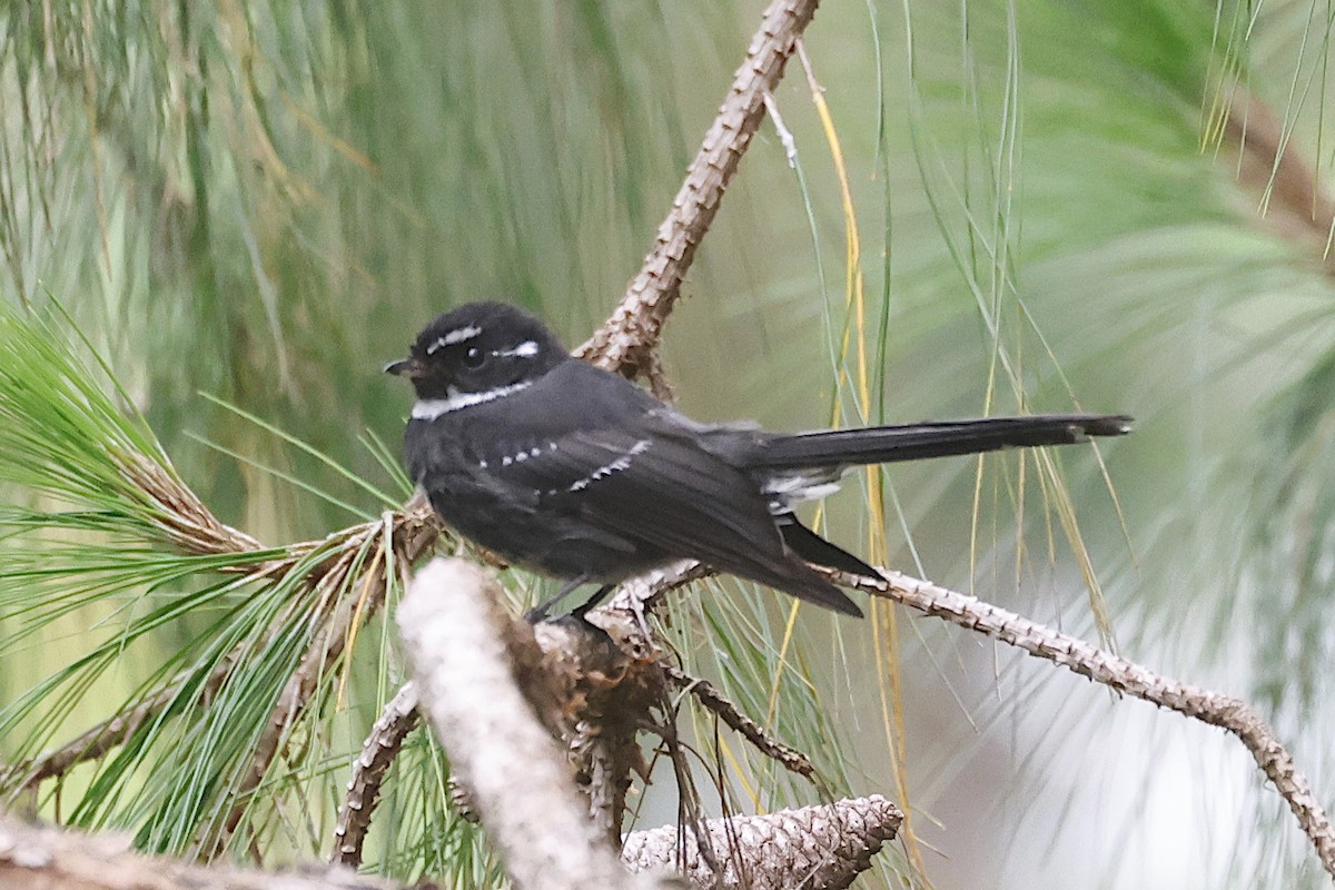 Friendly Fantail - ML646070209