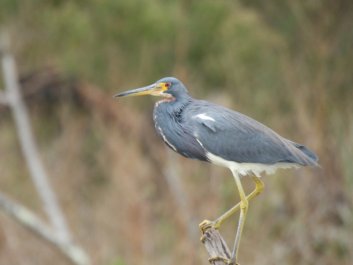 volavka tříbarvá - ML646070210