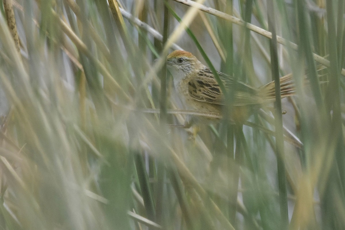 Bay-capped Wren-Spinetail - ML646070211