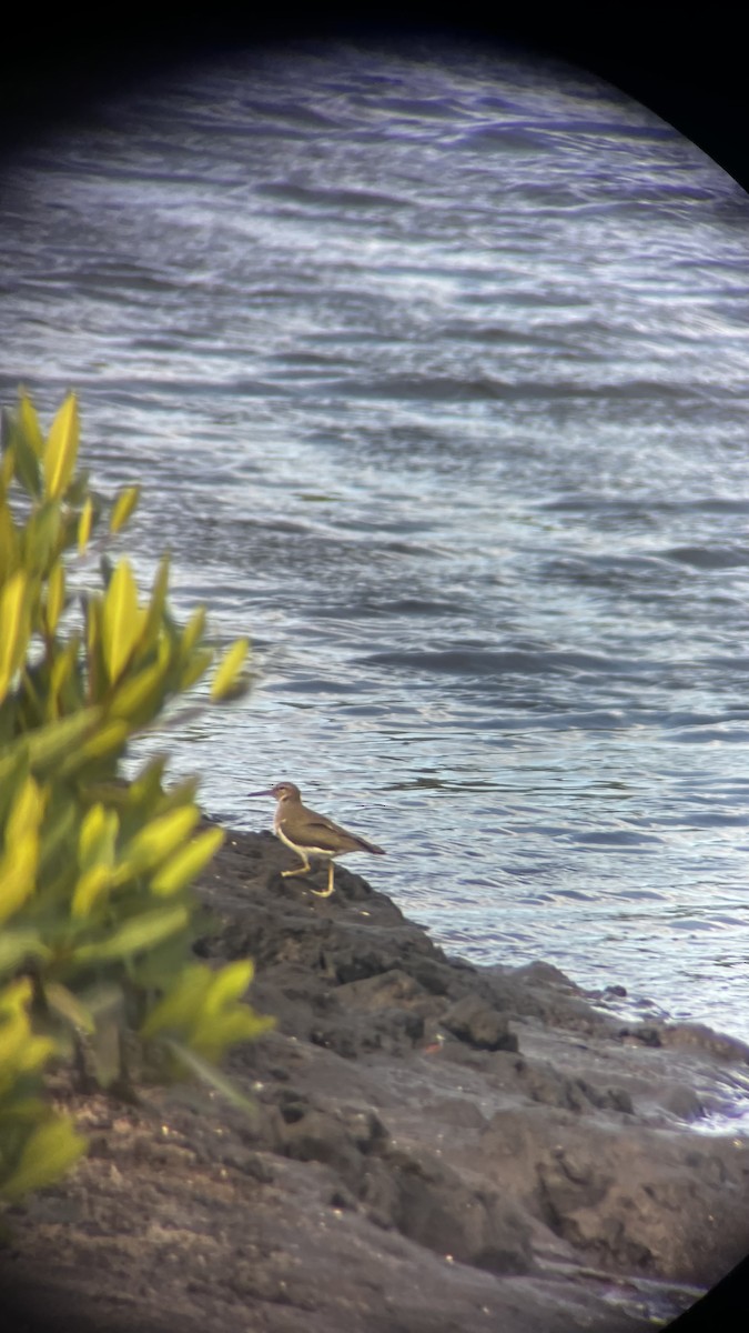 Solitary Sandpiper - ML646070212