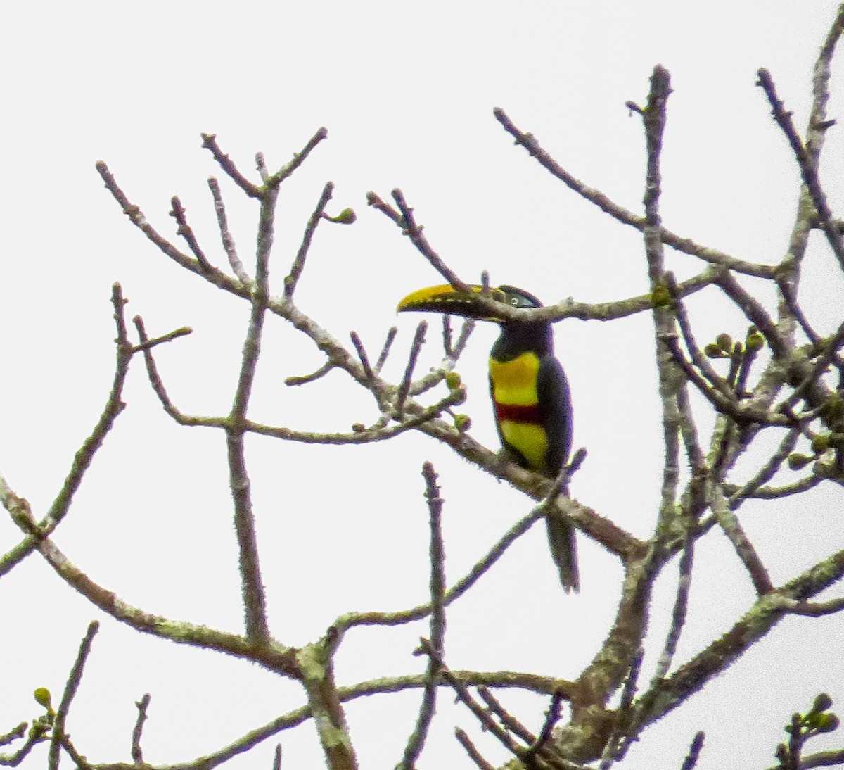 arassari hnědouchý - ML646070219