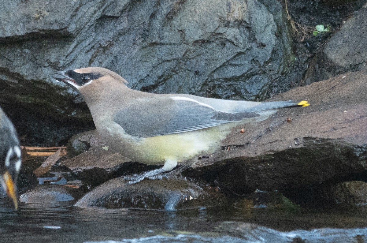 ヒメレンジャク - ML646070220