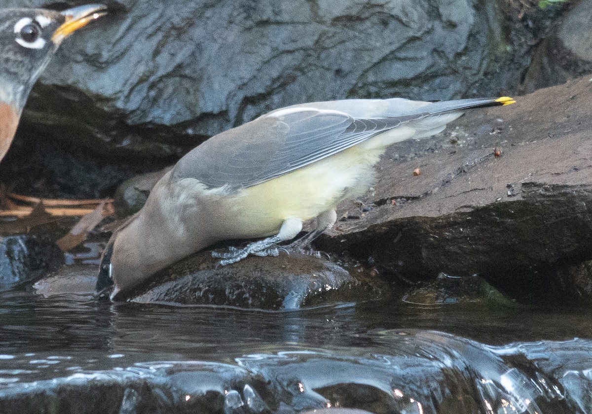 ヒメレンジャク - ML646070221