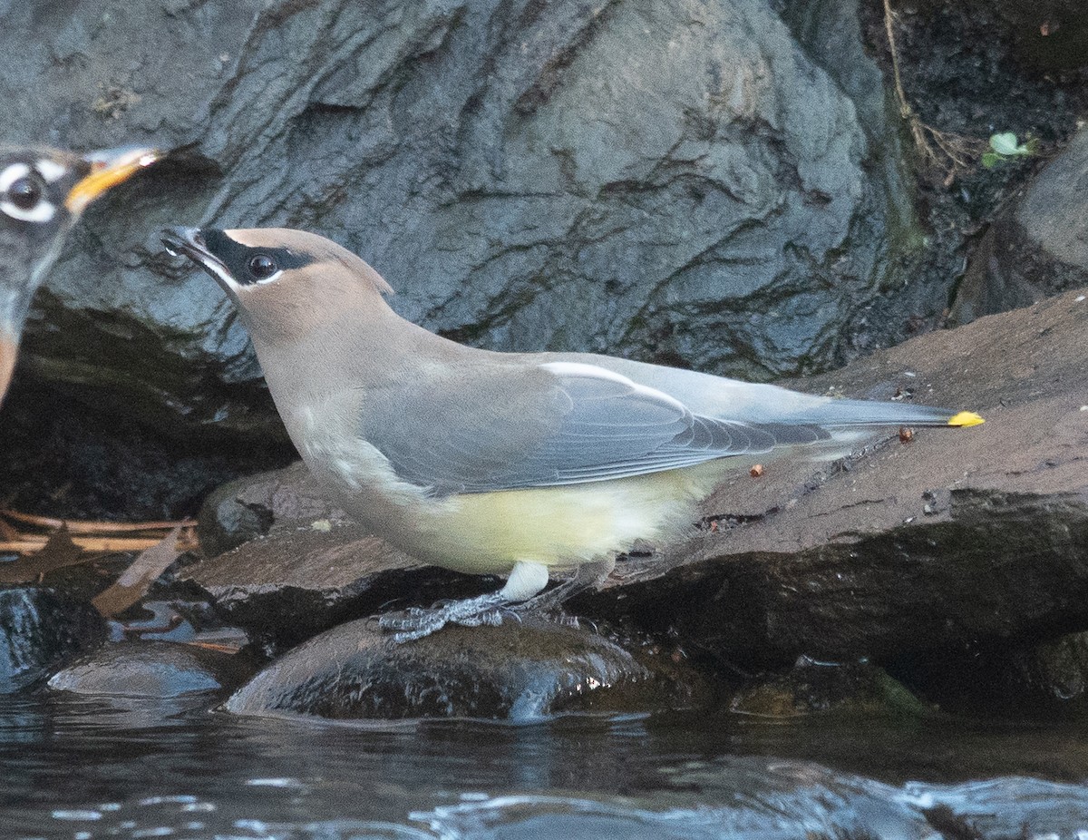 ヒメレンジャク - ML646070222