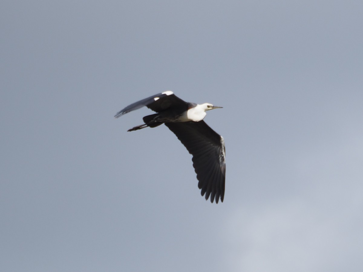 Pacific Heron - ML646070223