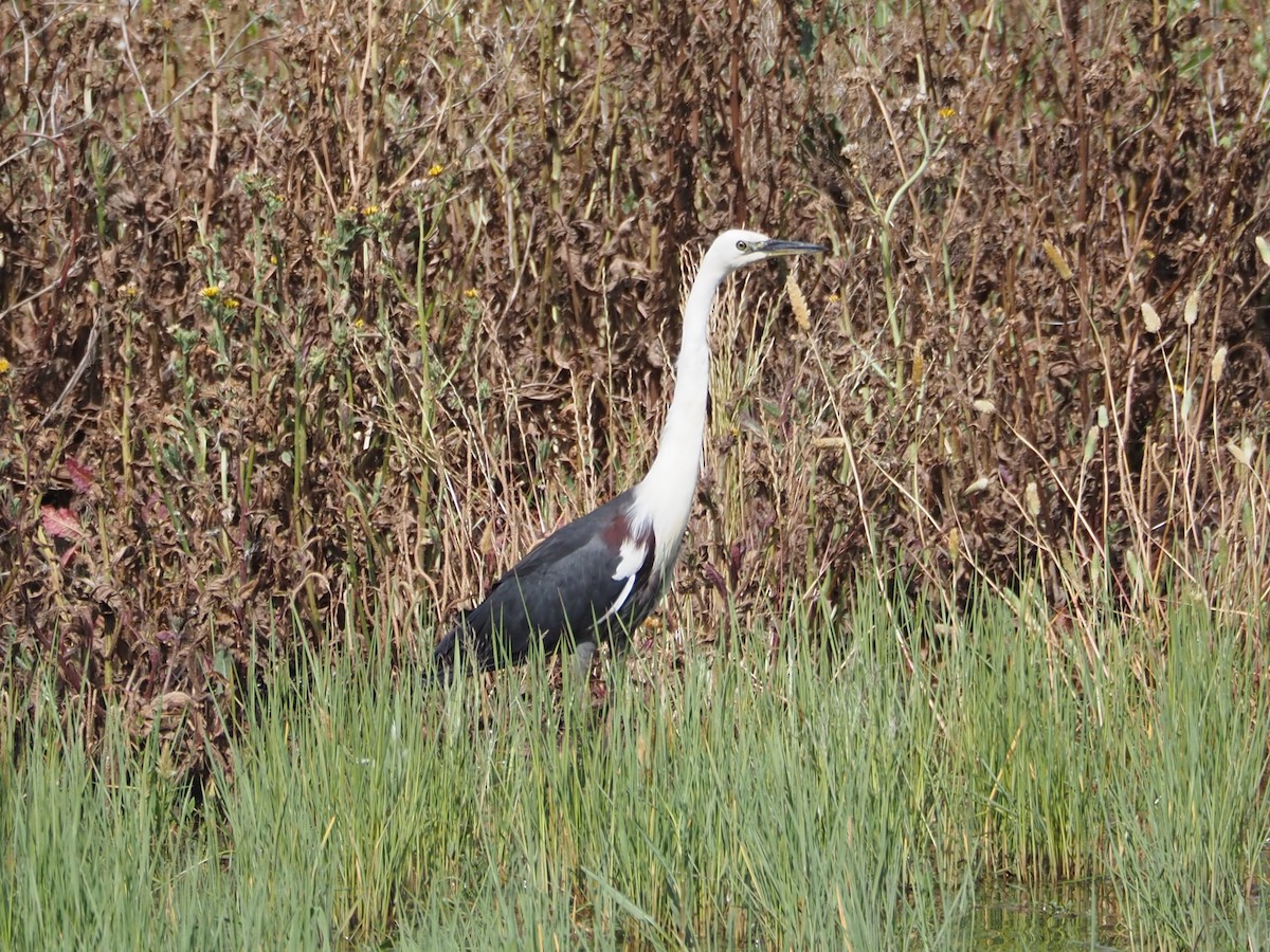 Pacific Heron - ML646070224