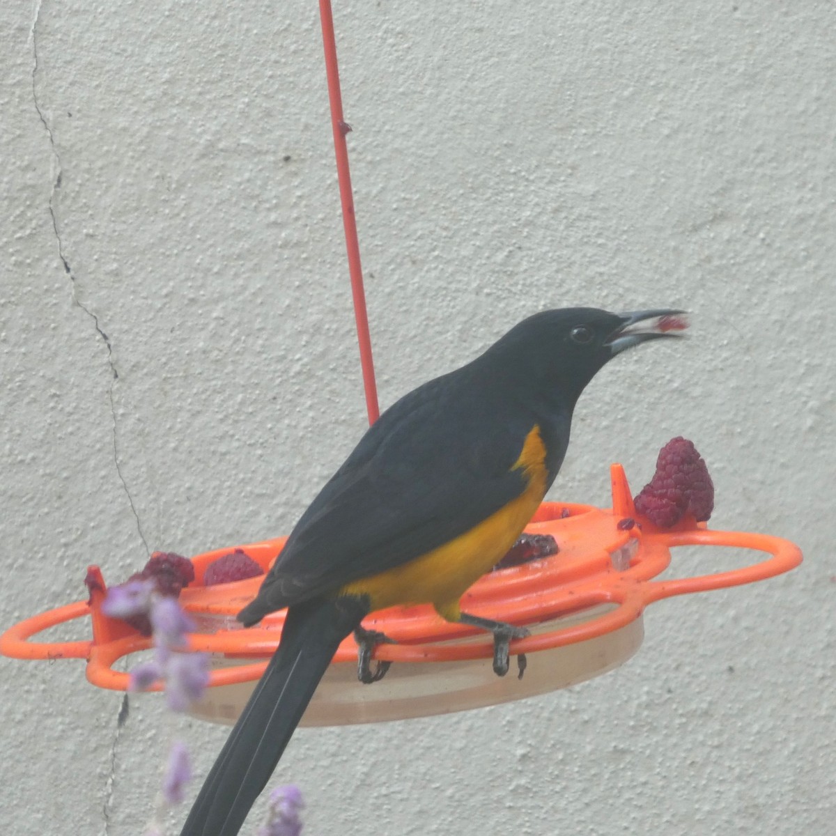 Black-vented Oriole - ML646070225