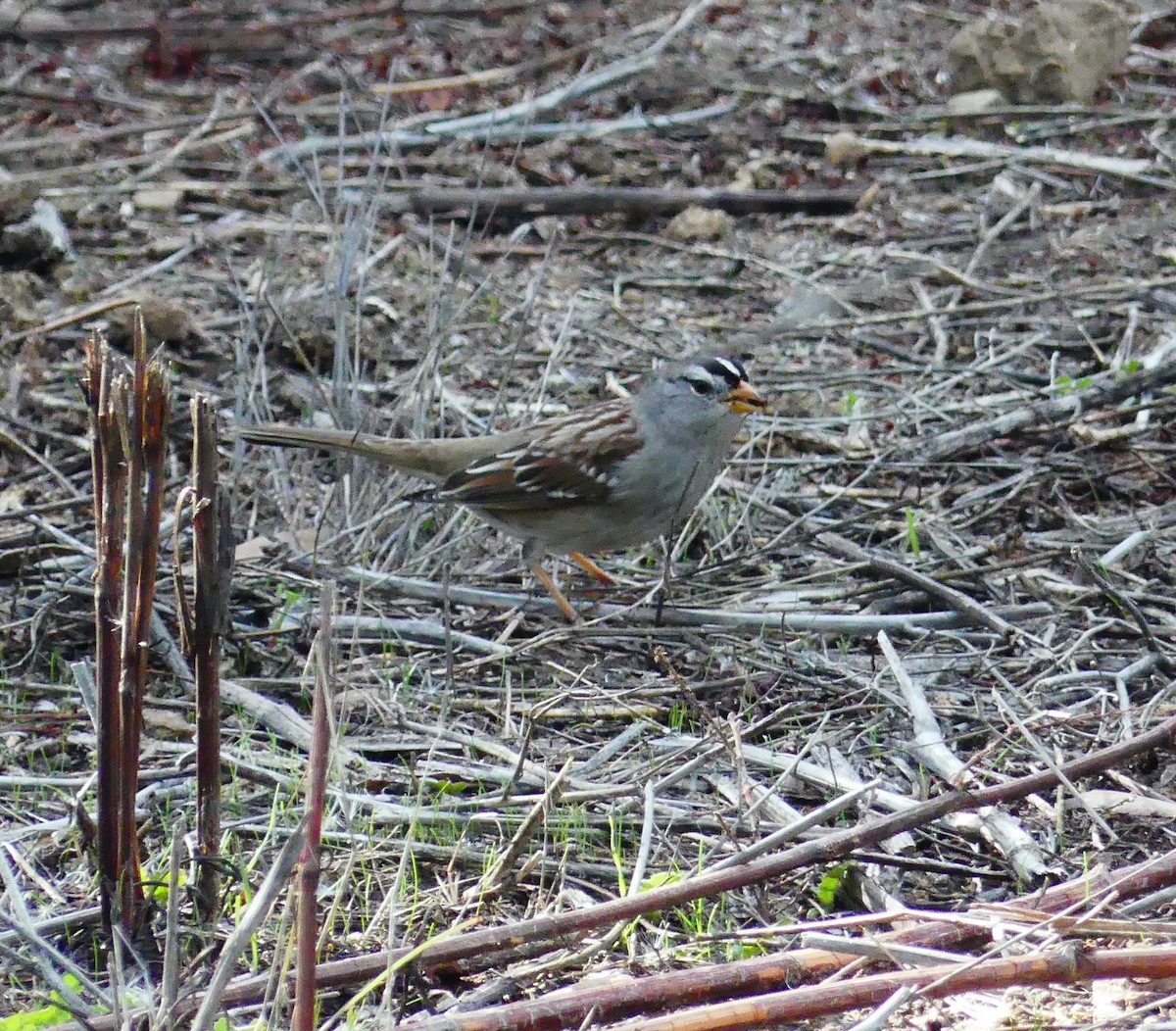 White-crowned Sparrow - ML646070236